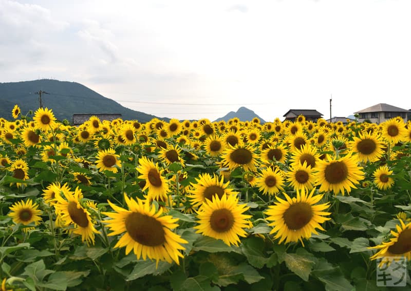 まんのう町高篠地区のひまわり畑