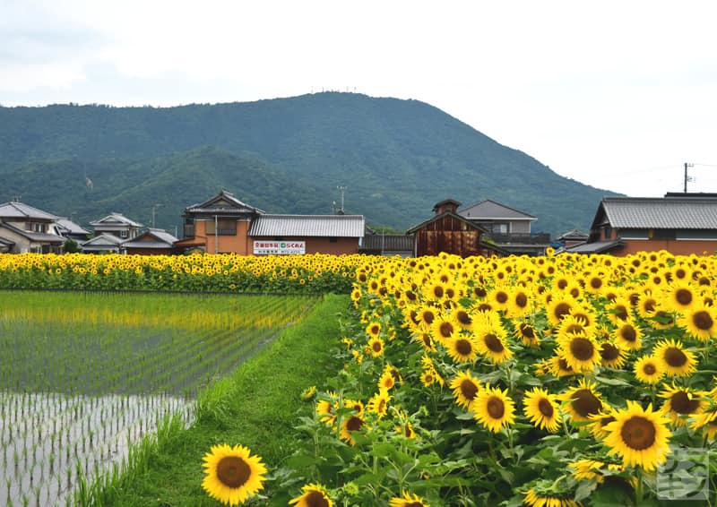 まんのう町高篠地区のひまわり畑