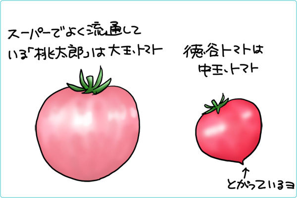 大玉トマトと中玉トマトの違い
